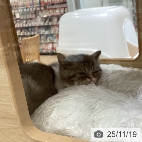 愛知県のエキゾチック (ペットプラス mozoワンダーシティ店/2025年9月7日生まれ/女の子/シルバータビーホワイト)の子猫の3枚目の画像