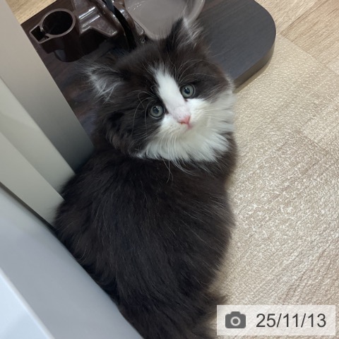 ノルウェージャンフォレストキャットの写真