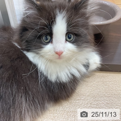 ノルウェージャンフォレストキャットの写真