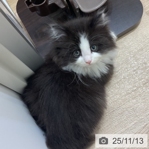 ノルウェージャンフォレストキャットの写真