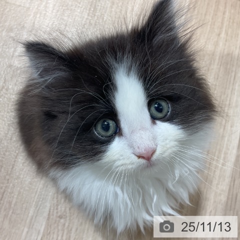 ノルウェージャンフォレストキャットの写真