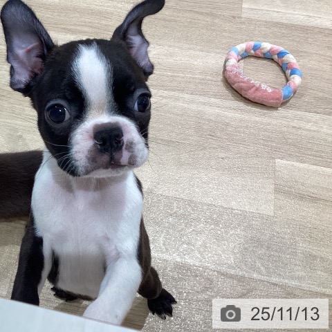 ボストン・テリアの写真