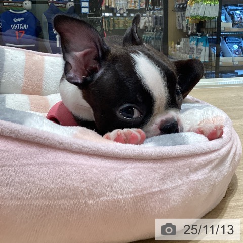 ボストン・テリアの写真