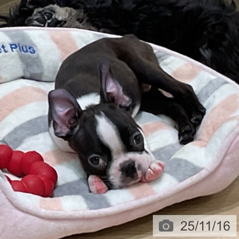 神奈川県のボストンテリア (ペットプラス ゆめが丘ソラトス店/2025年9月10日生まれ/男の子/ボストンカラー)の子犬の4枚目の画像