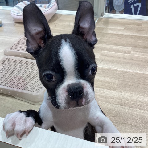 神奈川県のボストンテリア (ペットプラス ゆめが丘ソラトス店/2025年9月10日生まれ/男の子/ボストンカラー)の子犬の4枚目の画像