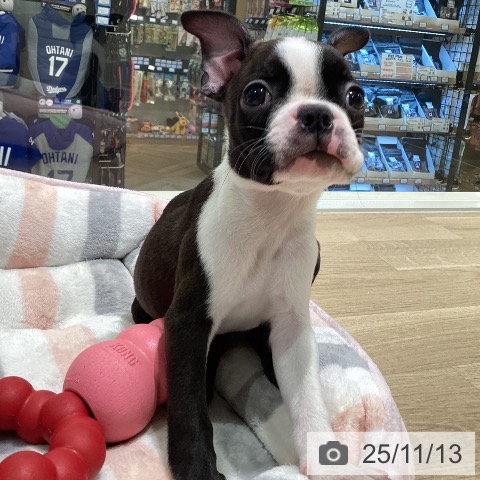 ボストン・テリアの写真