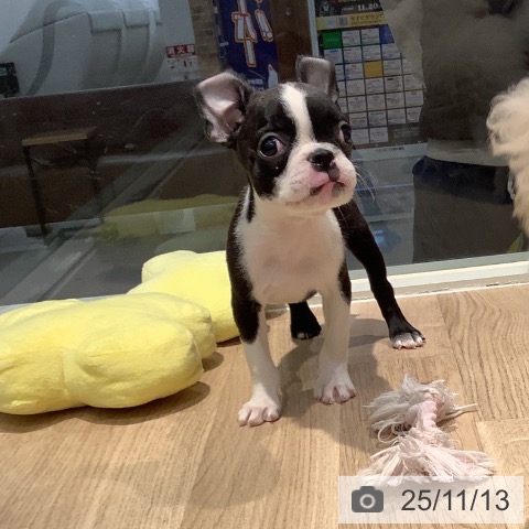 ボストン・テリアの写真