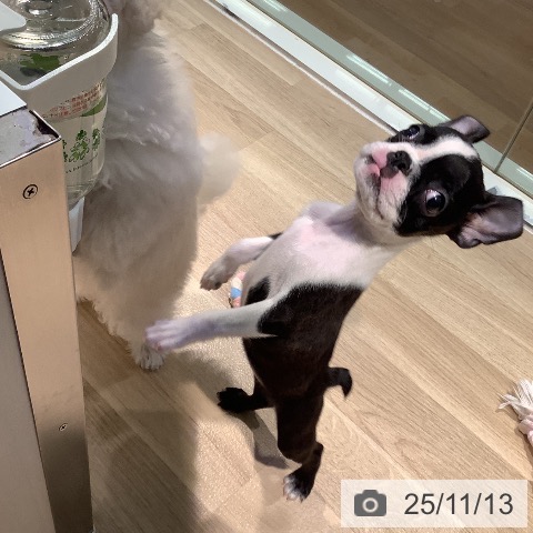 ボストン・テリアの写真