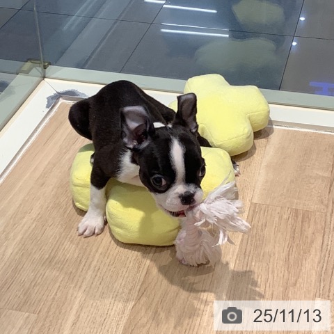 ボストン・テリアの写真