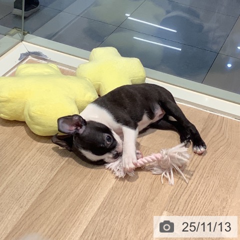 ボストン・テリアの写真