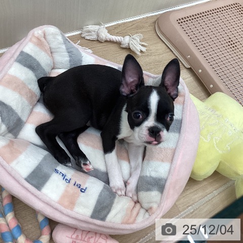 東京都のボストンテリア (ペットプラス 東久留米店/2025年9月10日生まれ/女の子/ボストンカラー)の子犬の4枚目の画像