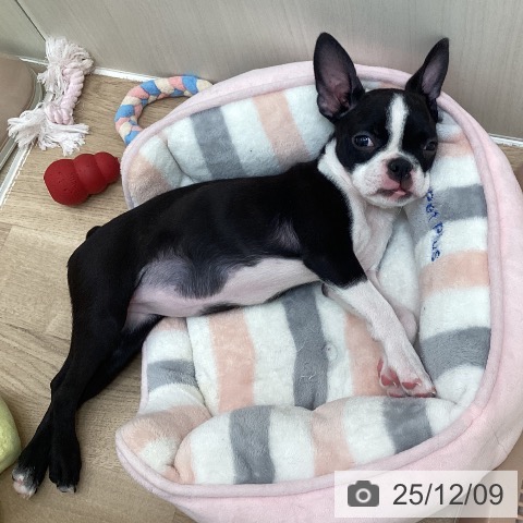 東京都のボストンテリア (ペットプラス 東久留米店/2025年9月10日生まれ/女の子/ボストンカラー)の子犬の3枚目の画像