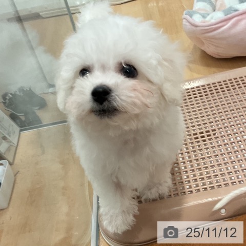 ビション・フリーゼの写真