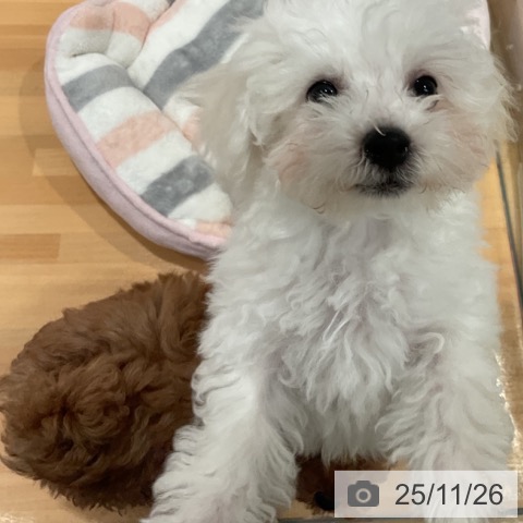 愛知県のビションフリーゼ (ペットプラス 名古屋茶屋店/2025年9月11日生まれ/男の子/ホワイト)の子犬の4枚目の画像