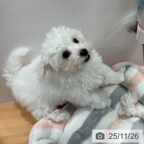 愛知県のビションフリーゼ (ペットプラス 名古屋茶屋店/2025年9月11日生まれ/男の子/ホワイト)の子犬の3枚目の画像