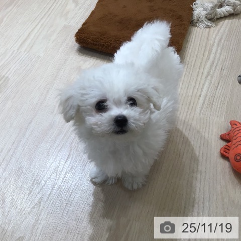 富山県のビションフリーゼ (ペットプラス 高岡店/2025年9月11日生まれ/男の子/ホワイト)の子犬の4枚目の画像