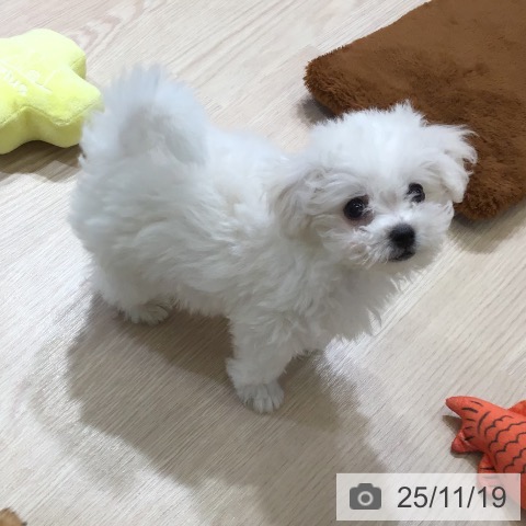 富山県のビションフリーゼ (ペットプラス 高岡店/2025年9月11日生まれ/男の子/ホワイト)の子犬の3枚目の画像