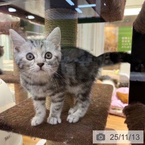 アメリカンショートヘアの写真