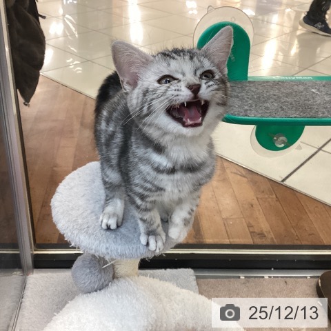 京都府のアメリカンショートヘアー (ペットプラス 久御山店/2025年9月8日生まれ/女の子/シルバーパッチドタビー)の子猫の3枚目の画像