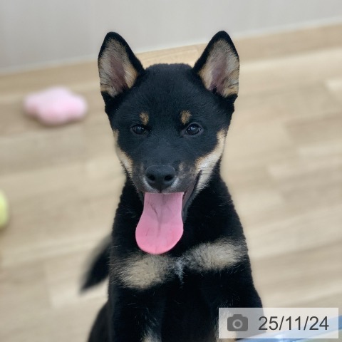 三重県の柴犬(標準サイズ) (ペッツワン 桑名店/2025年9月8日生まれ/男の子/黒)の子犬の4枚目の画像