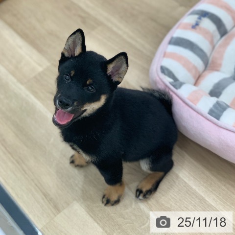 三重県の柴犬(標準サイズ) (ペッツワン 桑名店/2025年9月8日生まれ/男の子/黒)の子犬の3枚目の画像