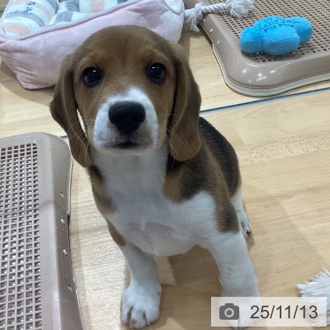 ビーグルの写真