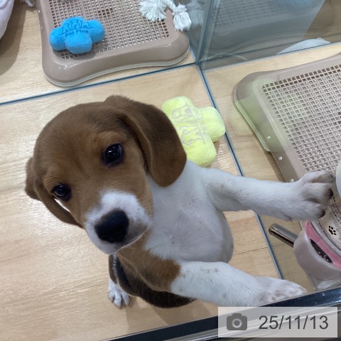 ビーグルの写真