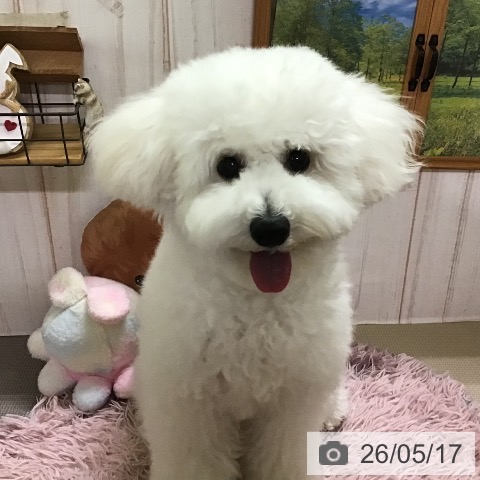 ビション・フリーゼの写真
