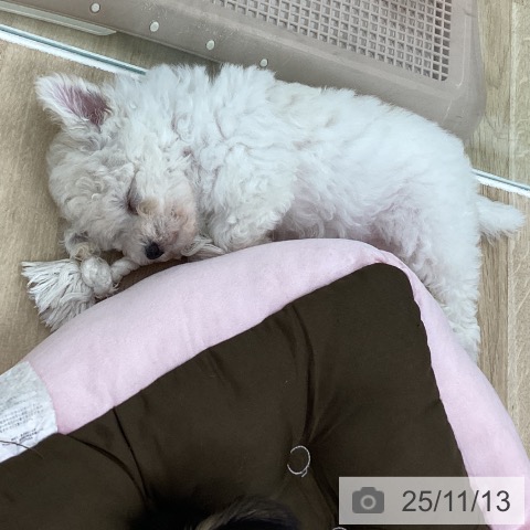 愛知県のビションフリーゼ (ペットプラス 豊橋牧野店/2025年9月10日生まれ/女の子/ホワイト)の子犬の4枚目の画像