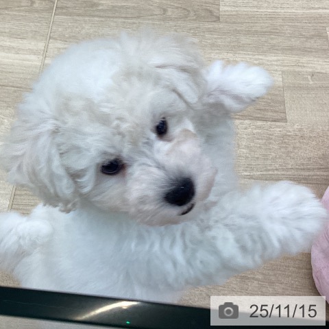 愛知県のビションフリーゼ (ペットプラス 豊橋牧野店/2025年9月10日生まれ/女の子/ホワイト)の子犬の3枚目の画像