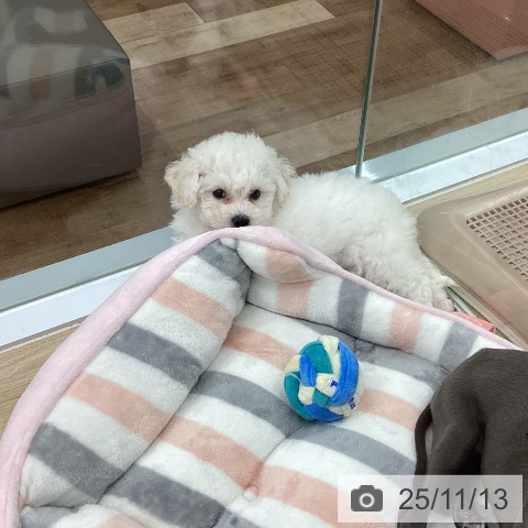 ビション・フリーゼの写真