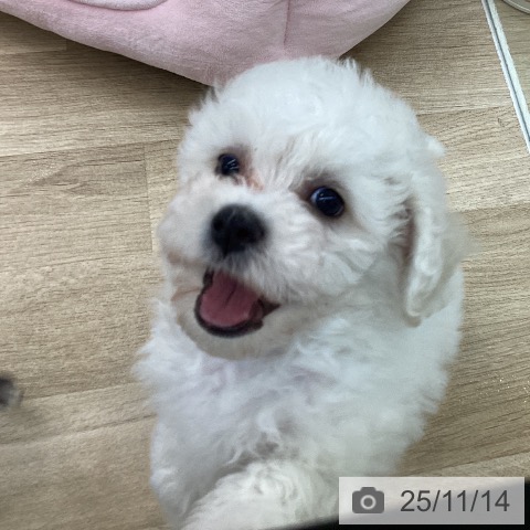 愛知県のビションフリーゼ (ペットプラス 千音寺店/2025年9月10日生まれ/女の子/ホワイト)の子犬の4枚目の画像