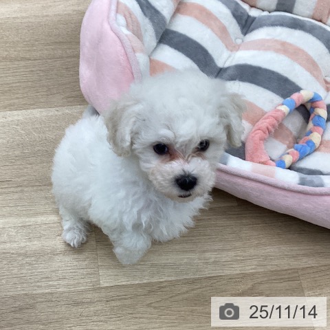 愛知県のビションフリーゼ (ペットプラス 千音寺店/2025年9月10日生まれ/女の子/ホワイト)の子犬の3枚目の画像