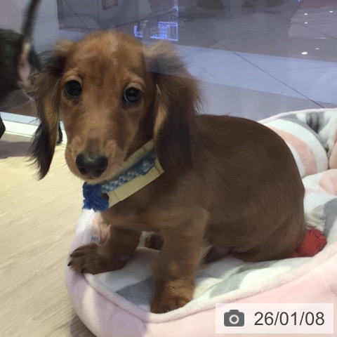 富山県のミニチュアダックスフンド(ロング) (ペットプラス となみ店/2025年9月11日生まれ/男の子/レッド)の子犬の4枚目の画像