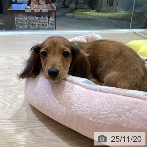 富山県のミニチュアダックスフンド(ロング) (ペットプラス となみ店/2025年9月11日生まれ/男の子/レッド)の子犬の4枚目の画像