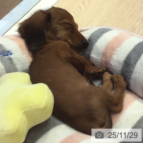 富山県のミニチュアダックスフンド(ロング) (ペットプラス となみ店/2025年9月11日生まれ/男の子/レッド)の子犬の3枚目の画像