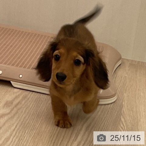 福井県のミニチュアダックスフンド(ロング) (ペットプラス 福井店/2025年9月11日生まれ/男の子/レッド)の子犬の4枚目の画像