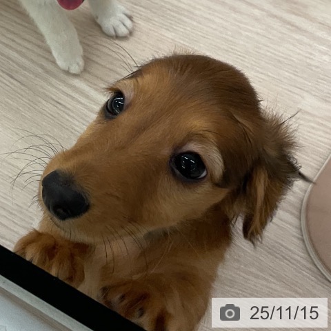 福井県のミニチュアダックスフンド(ロング) (ペットプラス 福井店/2025年9月11日生まれ/男の子/レッド)の子犬の3枚目の画像