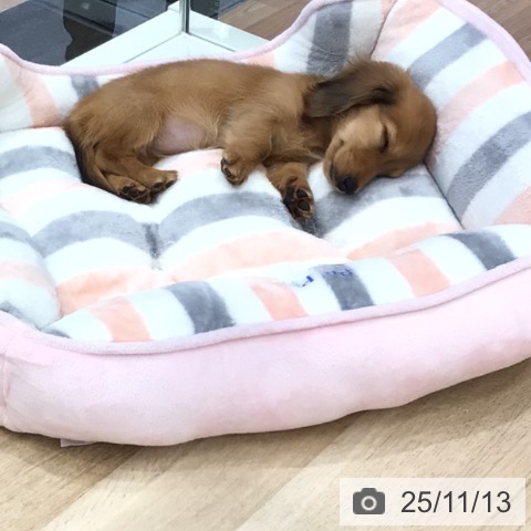 ミニチュア・ダックスフンドの写真