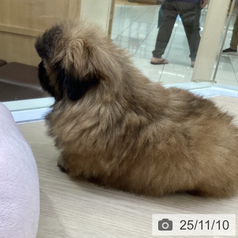 ペキニーズの写真