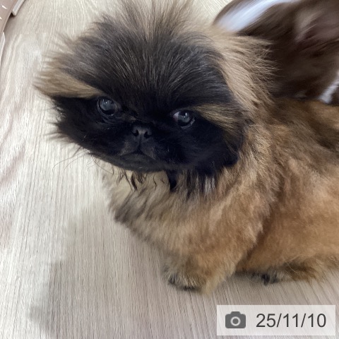 ペキニーズの写真