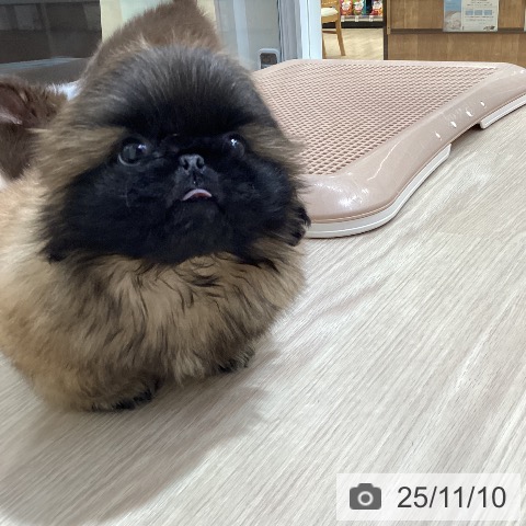 ペキニーズの写真