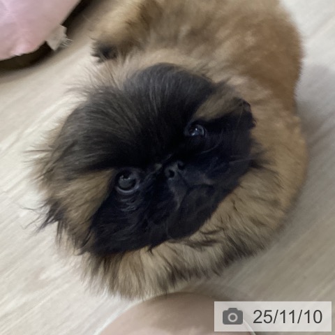 ペキニーズの写真