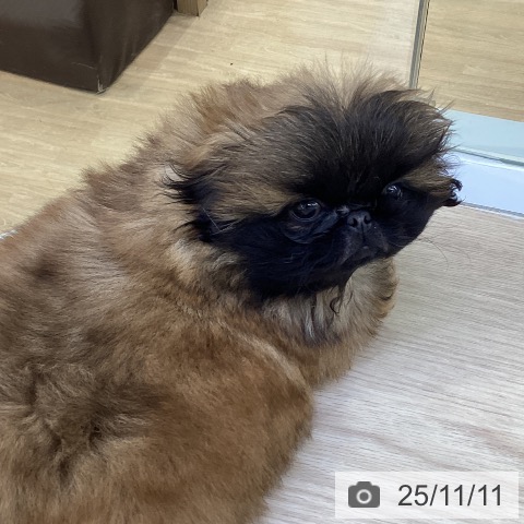 ペキニーズの写真