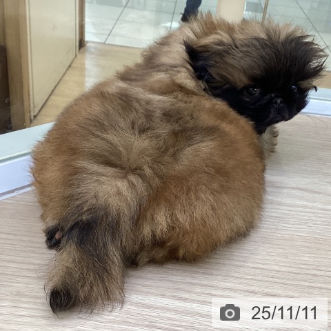 ペキニーズの写真