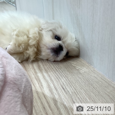 ペキニーズの写真