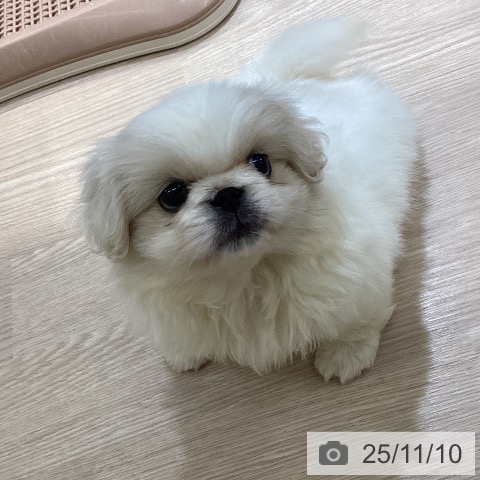 ペキニーズの写真