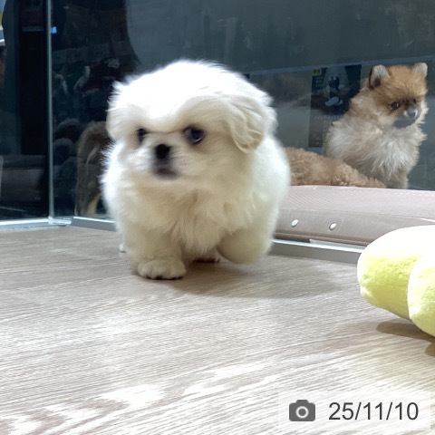 富山県のペキニーズ (ペットプラス 高岡店/2025年9月9日生まれ/女の子/ホワイトクリーム)の子犬の4枚目の画像