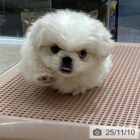 ペキニーズの写真