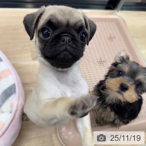 神奈川県のパグ (ペットプラス 武蔵小杉店/2025年9月10日生まれ/女の子/フォーン)の子犬の4枚目の画像